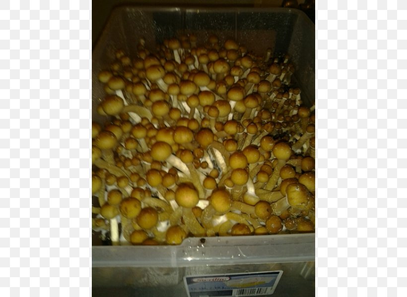 Magic Mushrooms Psilocybin Mushroom PF Tek Psilocybe Cyanescens, PNG, 600x600px, Magic Mushrooms, Agar, Escondido, Fruit, Ingredient Download Free