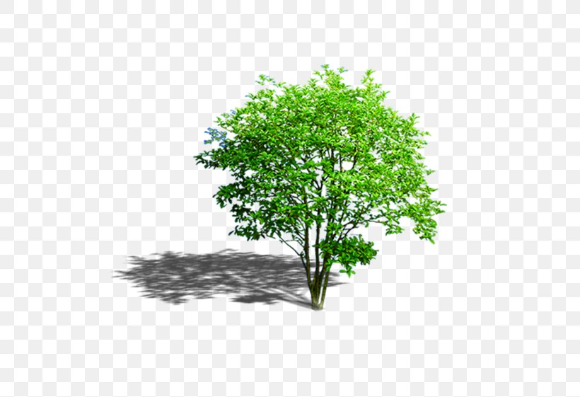 Image Tree Clip Art Illustration, PNG, 600x561px, Tree, Autumn, Branch, Flower, Flowering Plant Download Free