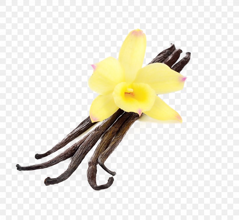 Yellow Flower Vanilla Plant Petal, PNG, 3041x2804px, Watercolor, Cattleya, Dendrobium, Flower, Flowering Plant Download Free