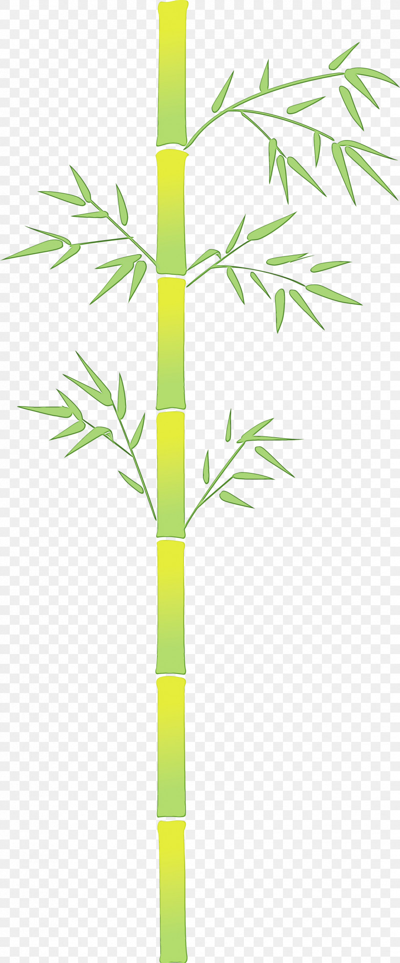 Bamboo Plant Stem Leaf Plant Tree, PNG, 1703x4098px, Bamboo, Flower, Grass, Houseplant, Leaf Download Free