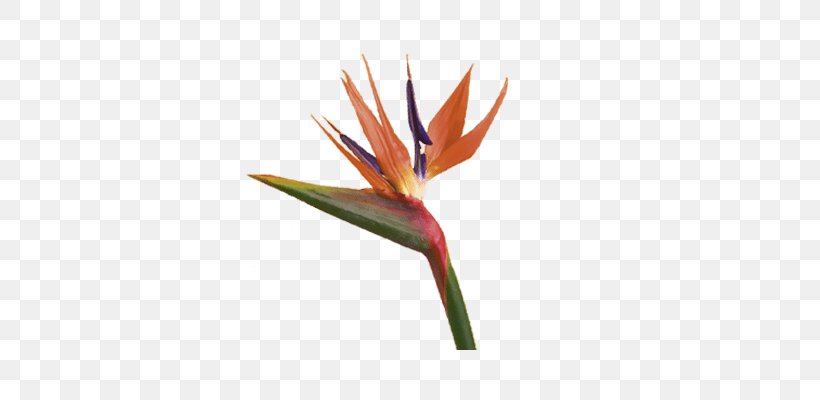 Bird Of Paradise Flower Bird-of-paradise Plant Symbolism, PNG, 400x400px, Bird, Beak, Bird Feeders, Bird Of Paradise Flower, Birdofparadise Download Free