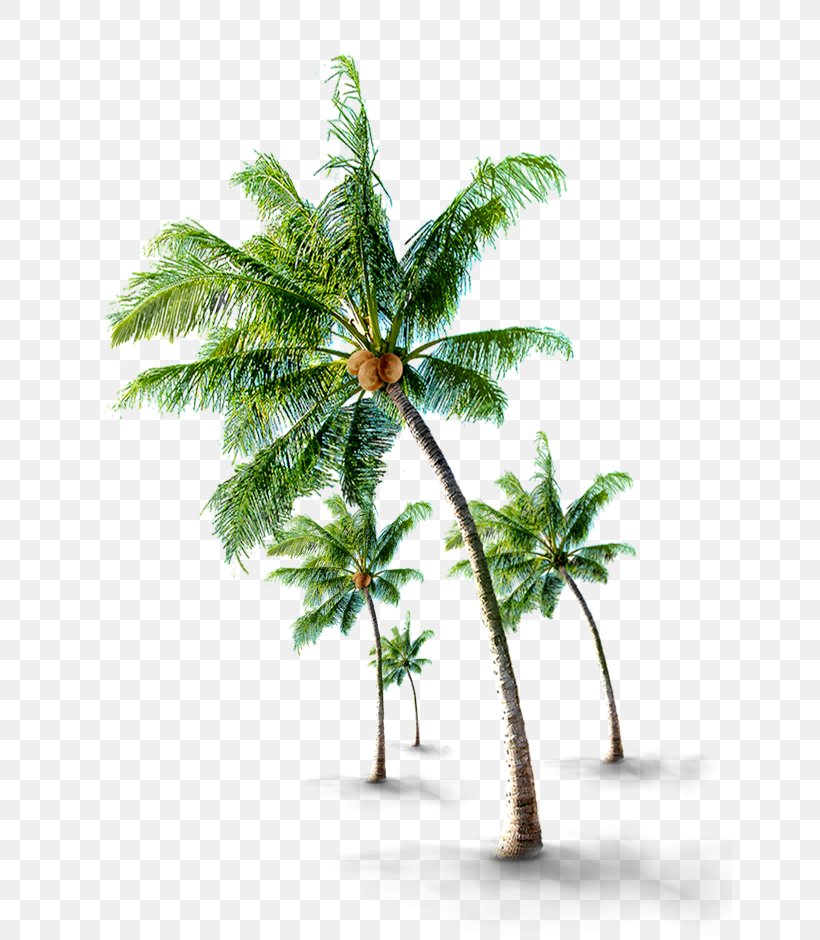 Coconut Arecaceae Tree, PNG, 644x940px, Coconut, Arecaceae, Arecales, Branch, Coreldraw Download Free