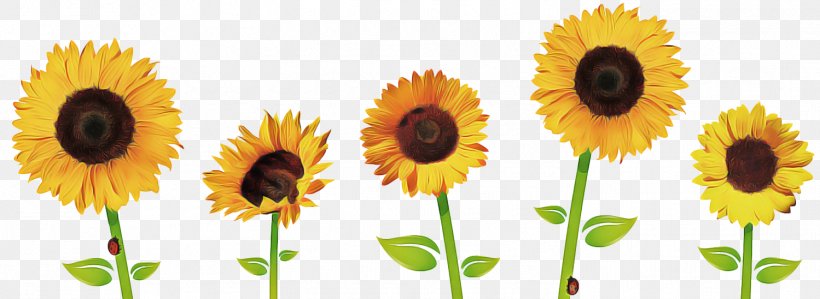 Sky Background, PNG, 1499x548px, Common Sunflower, Annual Plant, Asterales, Cuisine, Daisy Family Download Free