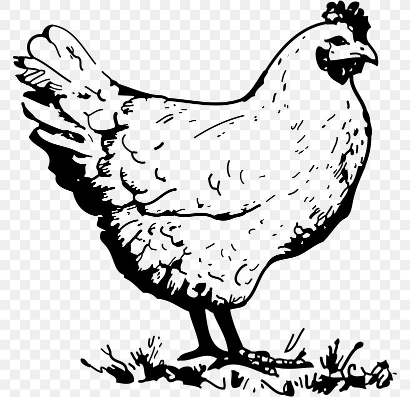 Wyandotte Chicken Dorking Chicken Hen Rooster Clip Art, PNG, 768x795px, Wyandotte Chicken, Art, Artwork, Beak, Bird Download Free