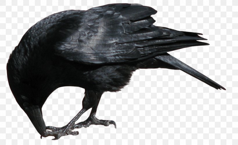 American Crow New Caledonian Crow Rook, PNG, 1144x698px, American Crow, Beak, Bird, Blackbird, Common Raven Download Free