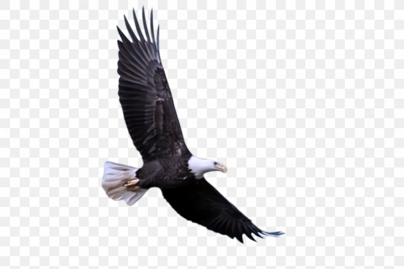 Bird Bald Eagle Bird Of Prey Eagle Accipitridae, PNG, 2000x1332px, Bird, Accipitridae, Bald Eagle, Beak, Bird Of Prey Download Free