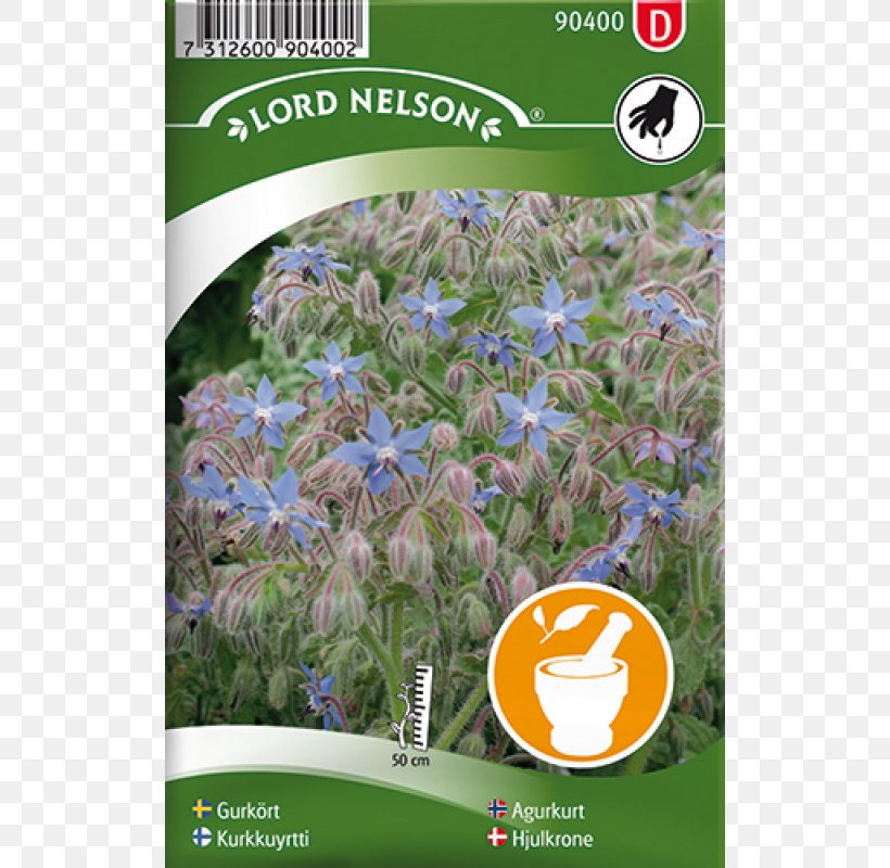 Canterbury Bells Seed Dill Garden Peach-leaved Bellflower, PNG, 800x800px, Canterbury Bells, Bellflowers, Cultivar, Dill, Ecosystem Download Free