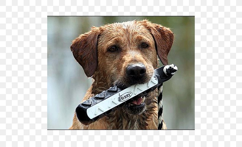 Dog Breed Companion Dog Terrier Dog Collar, PNG, 500x500px, Dog Breed, Black, Breed, Carnivoran, Collar Download Free