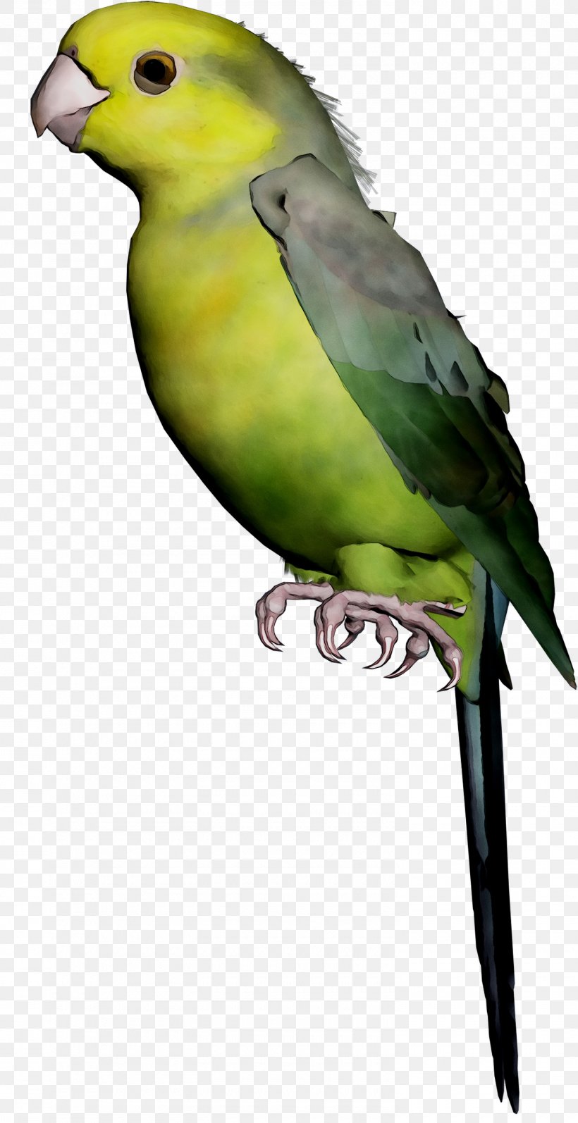 Lovebird Parakeet Macaw Feather Pet, PNG, 1480x2877px, Lovebird, Beak, Bird, Budgie, Fauna Download Free
