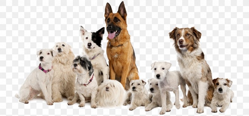 Boxer German Shepherd Parson Russell Terrier Border Collie Pet Sitting, PNG, 1200x563px, Boxer, Animal Figure, Border Collie, Breed Group Dog, Carnivoran Download Free