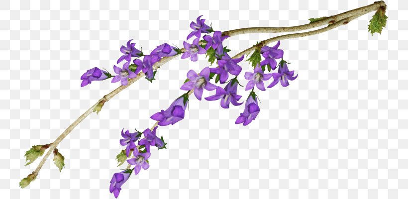 Cut Flowers Violet Purple Mauve, PNG, 743x400px, Flower, Body Jewelry, Branch, Cut Flowers, Flora Download Free