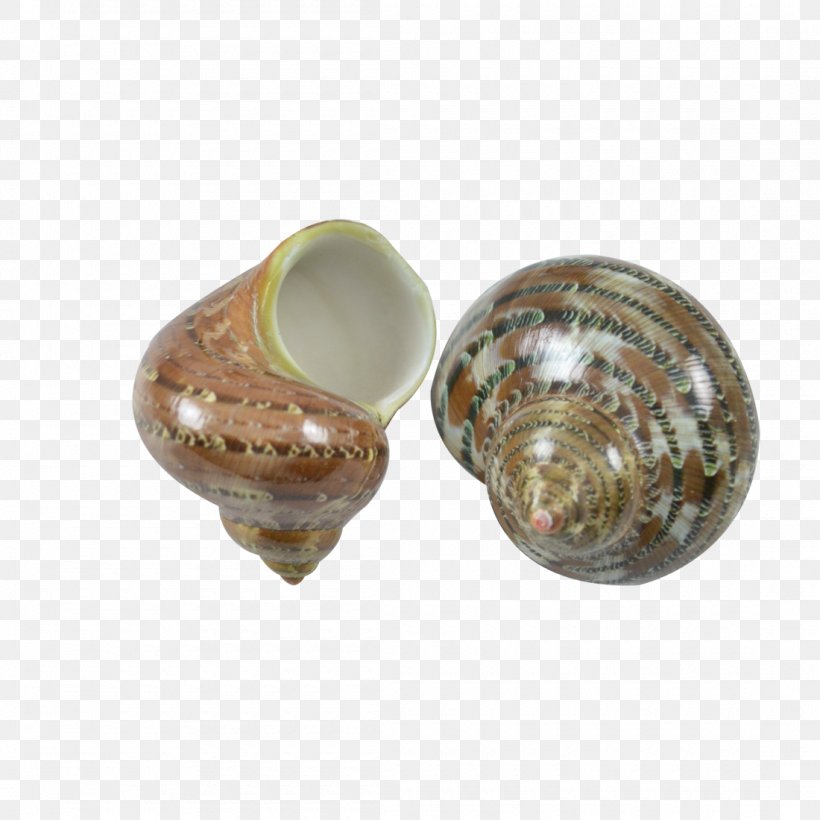 Turbo Petholatus Seashell Turbo Sarmaticus Turbo Marmoratus Snail, PNG, 1100x1100px, Turbo Petholatus, Artifact, Clam, Craft, Glass Download Free