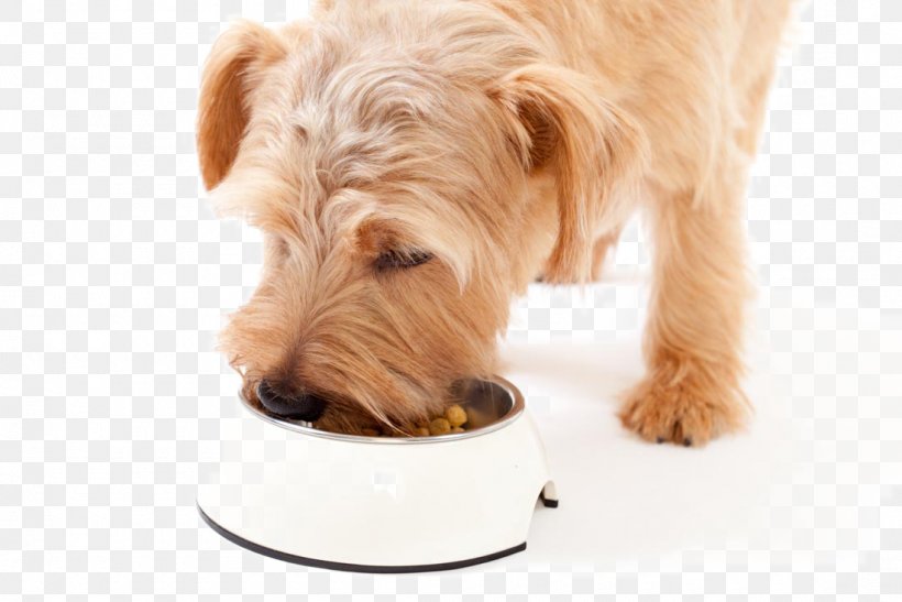 Dog Meal Food Pet Eating, PNG, 1100x734px, Dog, Appetite, Atopic Dermatitis, Bread Pan, Caregiver Download Free
