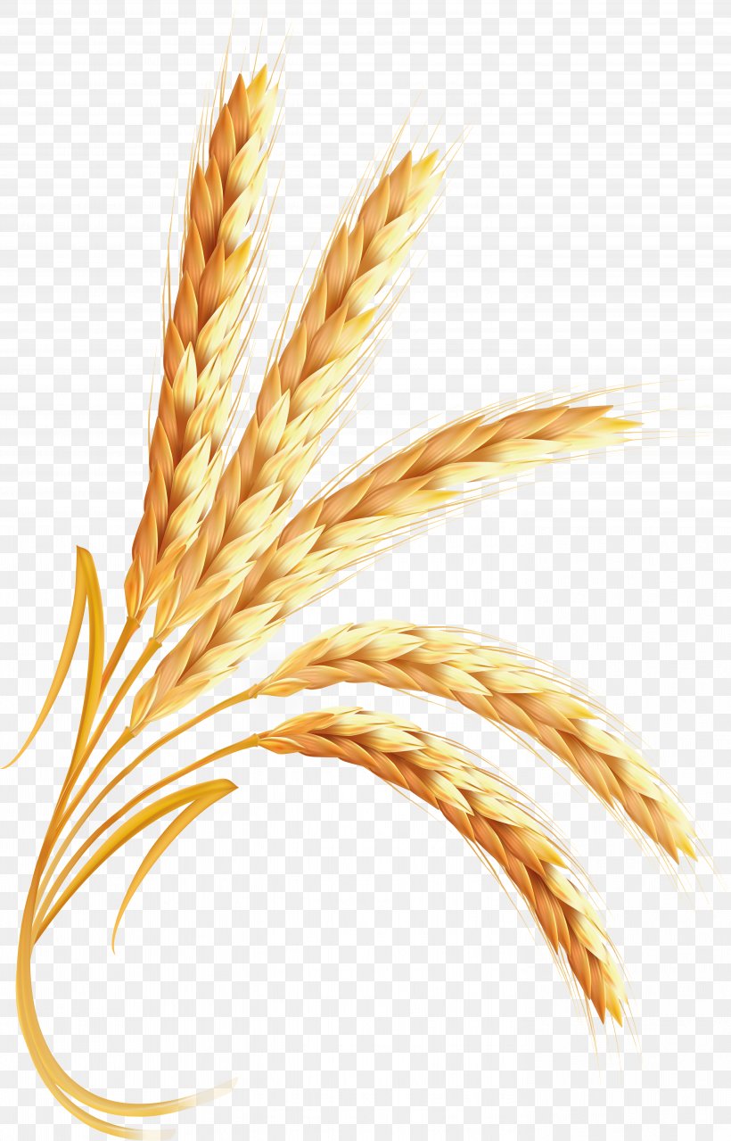 Emmer Clip Art, PNG, 5693x8883px, Wheat, Cereal, Cereal Germ, Chart, Commodity Download Free