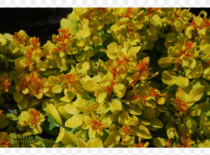 Flower Herb Groundcover Annual Plant Shrub, PNG, 1000x740px, Flower, Annual Plant, Groundcover, Herb, Plant Download Free