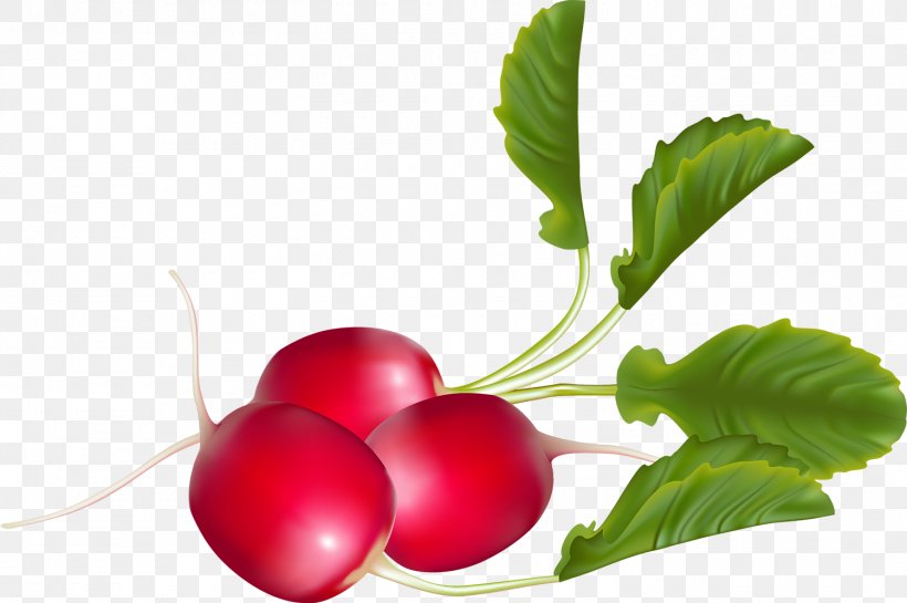 Garden Radish Vegetable Radishes Raphanus Raphanistrum Subsp. Sativus Turnip, PNG, 1500x997px, Garden Radish, Bargli Sabzavotlar, Beet, Beetroot, Cherry Download Free