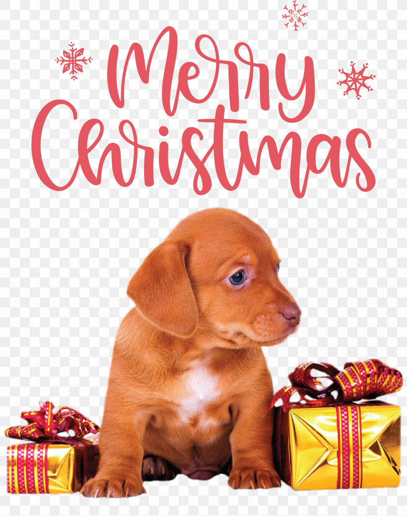 Merry Christmas Christmas Day Xmas, PNG, 2172x2758px, Merry Christmas, Christmas Day, Christmas Stocking, Dog, Gift Download Free