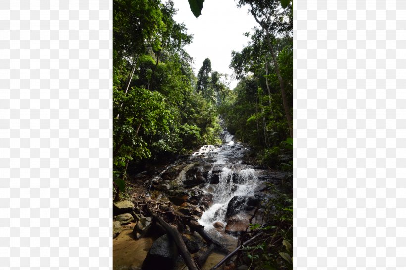 Taman Negara Kuala Lumpur Waterfall Forest Park Kanching Kanching Falls Travel, PNG, 3000x2000px, Taman Negara, Backpacker Hostel, Flora, Forest, Grass Download Free