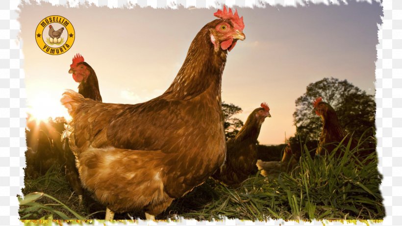 Chicken Poultry Farming Free Range Eating, PNG, 1400x788px, Chicken, Animal Feed, Bantam, Beak, Bird Download Free