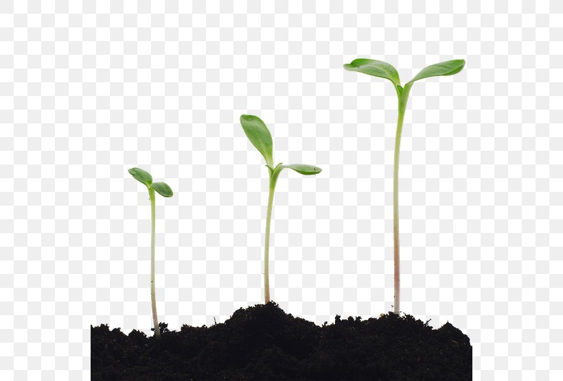 Stock Photography Plant Seedling Common Sunflower Germination, PNG, 556x556px, Stock Photography, Common Sunflower, Cotyledon, Germination, Grass Download Free