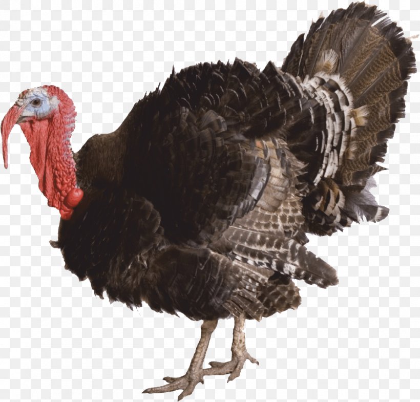Domesticated Turkey Clip Art Turkey Meat Image, PNG, 1105x1059px, Domesticated Turkey, Beak, Bird, Black Turkey, Chicken As Food Download Free