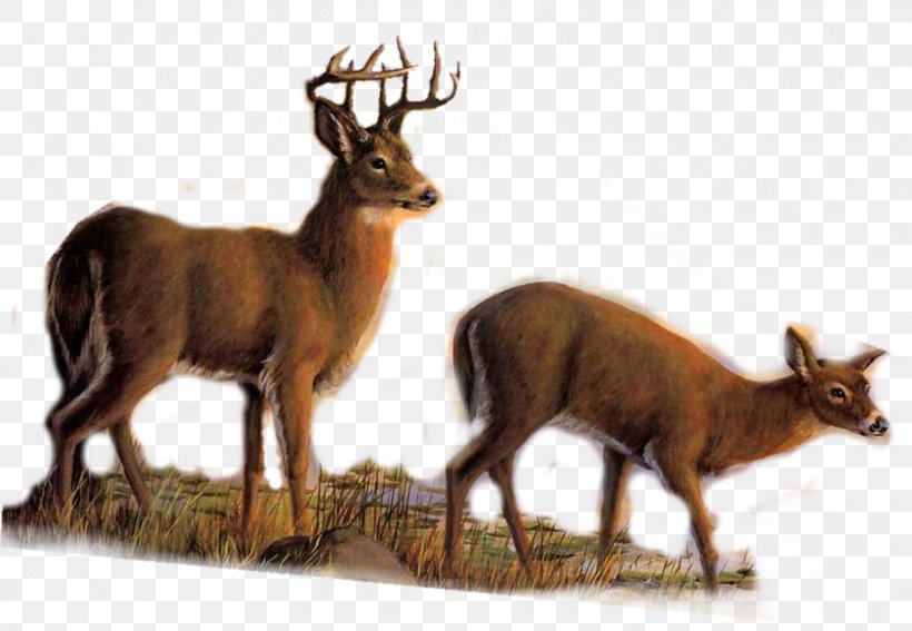 Elk White-tailed Deer Reindeer Roe Deer, PNG, 927x641px, Elk, Animal, Antelope, Antler, Deer Download Free