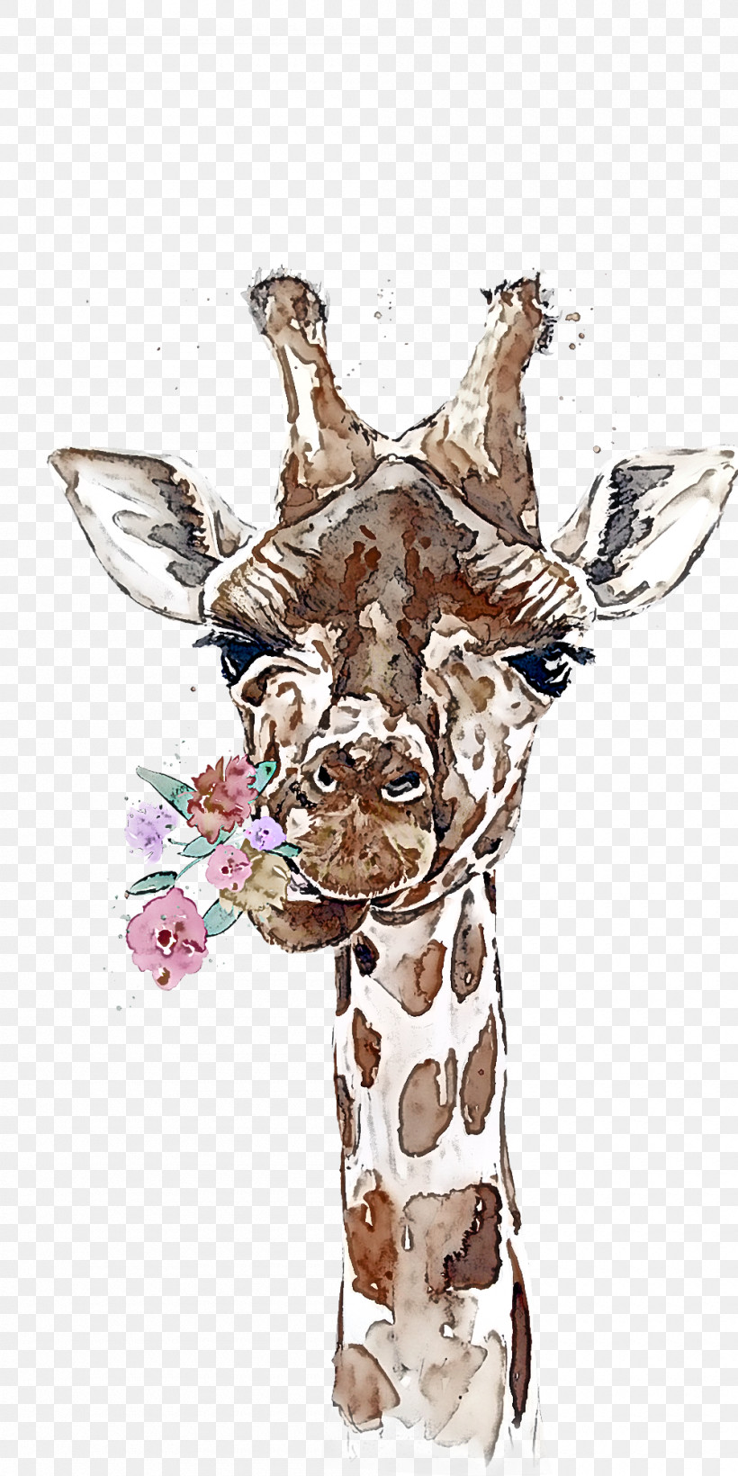 Giraffe Giraffidae Head Snout Wildlife, PNG, 1000x2000px, Giraffe, Giraffidae, Head, Snout, Wildlife Download Free