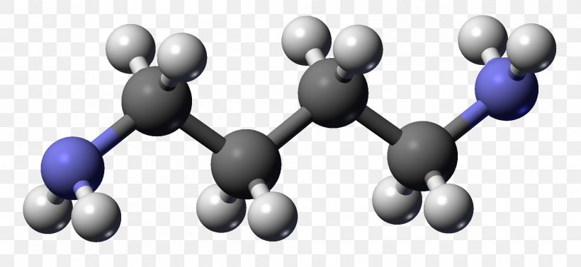 Putrescine Cadaverine Molecule Polyamine Chemical Compound, PNG, 1994x921px, Putrescine, Amine, Cadaverine, Chemical Compound, Chemical Formula Download Free