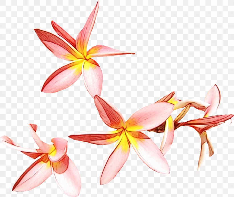 Watercolor Pink Flowers, PNG, 1200x1011px, Watercolor, Botany, Crinum, Cut Flowers, Floristry Download Free