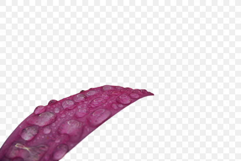 Lilac M Close-up, PNG, 1200x800px, Lilac M, Closeup Download Free