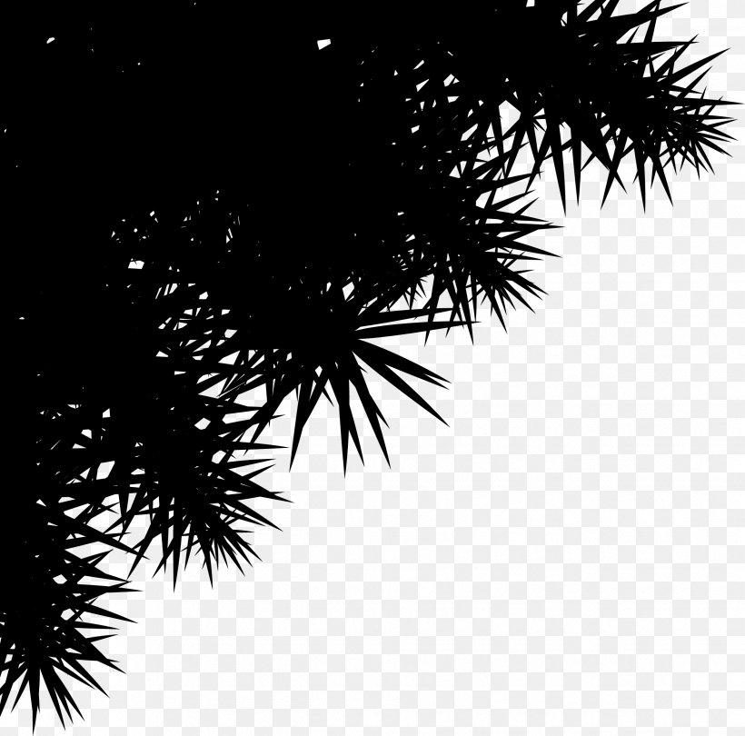 Paper Image Drawing Printing Clip Art, PNG, 2441x2412px, Paper, Arecales, Attalea Speciosa, Black, Blackandwhite Download Free