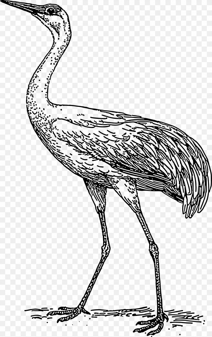 Blue Crane Heron Bird Clip Art, PNG, 1511x2400px, Crane, Beak, Bird, Black And White, Blue Crane Download Free