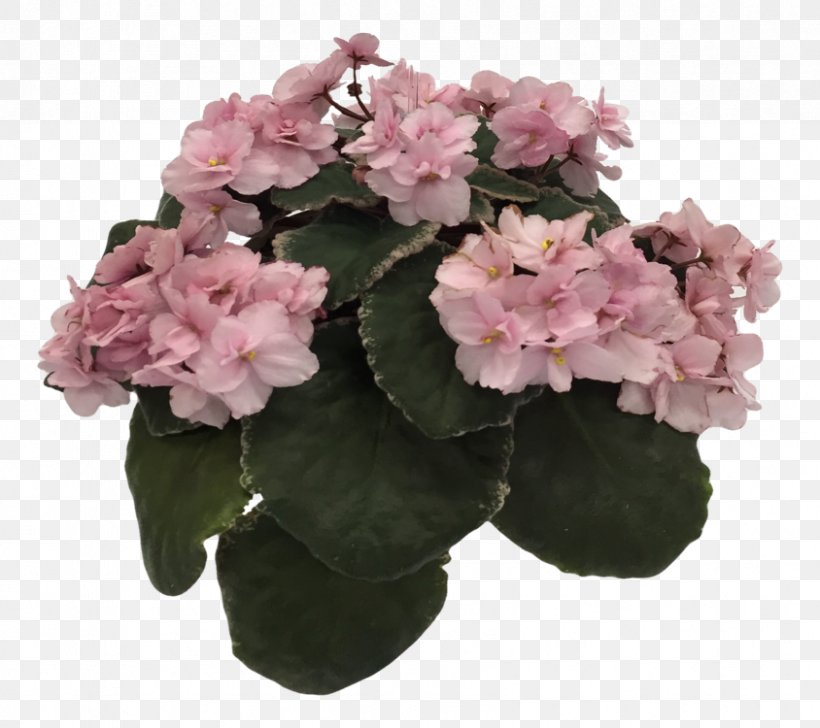 Hydrangea Flowerpot Houseplant Pink M Shrub, PNG, 844x750px, Hydrangea, Annual Plant, Cornales, Flower, Flowering Plant Download Free