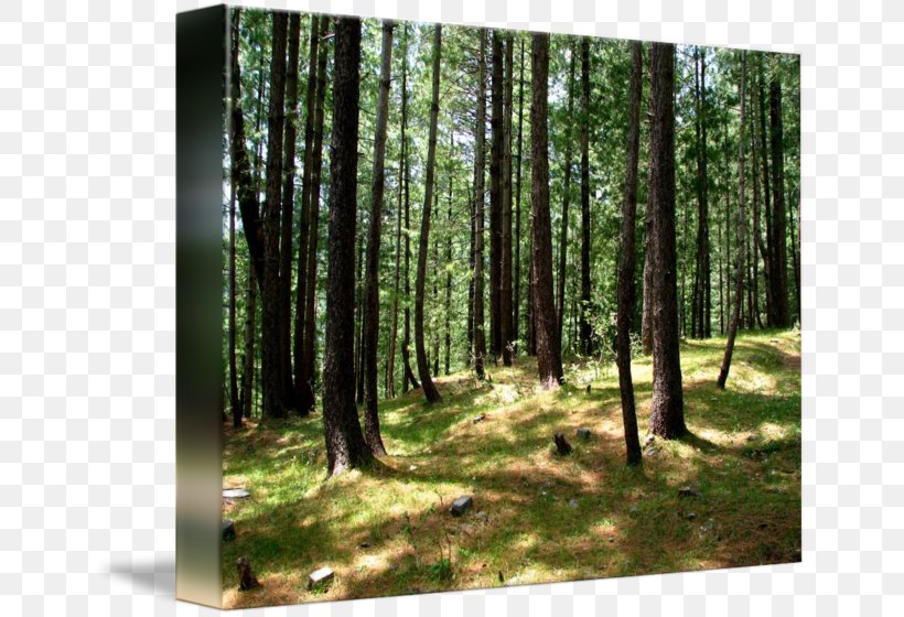 Imagekind Temperate Coniferous Forest Art Tropical And Subtropical Moist Broadleaf Forests, PNG, 650x560px, Imagekind, Art, Biome, Canvas, Deciduous Download Free