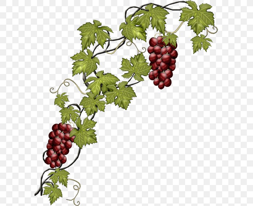 Common Grape Vine Wine Fruit, PNG, 595x668px, Common Grape Vine, Flowering Plant, Food, Fruit, Grape Download Free