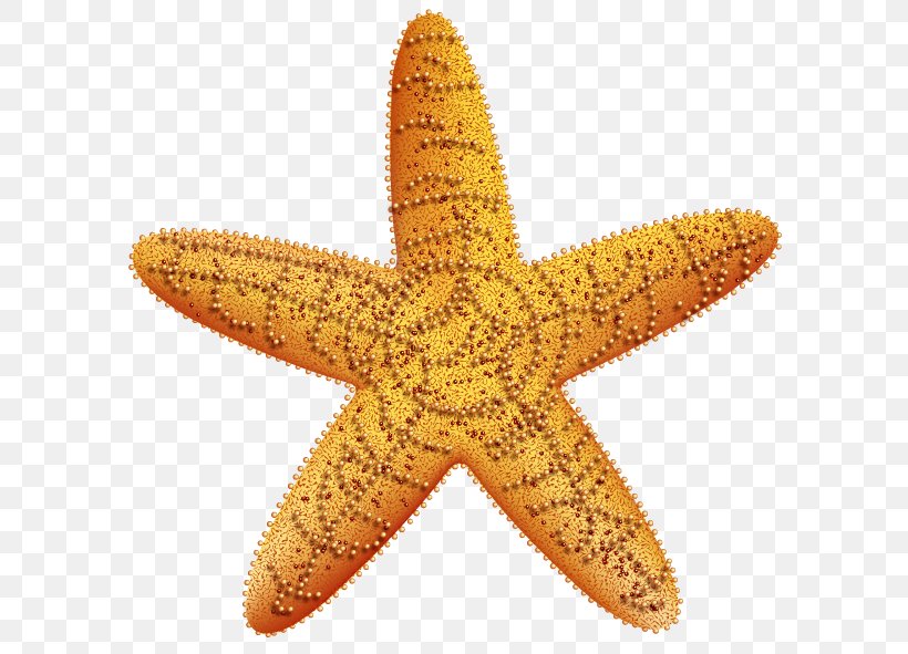 Gold Stock Photography Starfish Fotosearch, PNG, 600x591px, Gold, Bank, Echinoderm, Film, Fotosearch Download Free