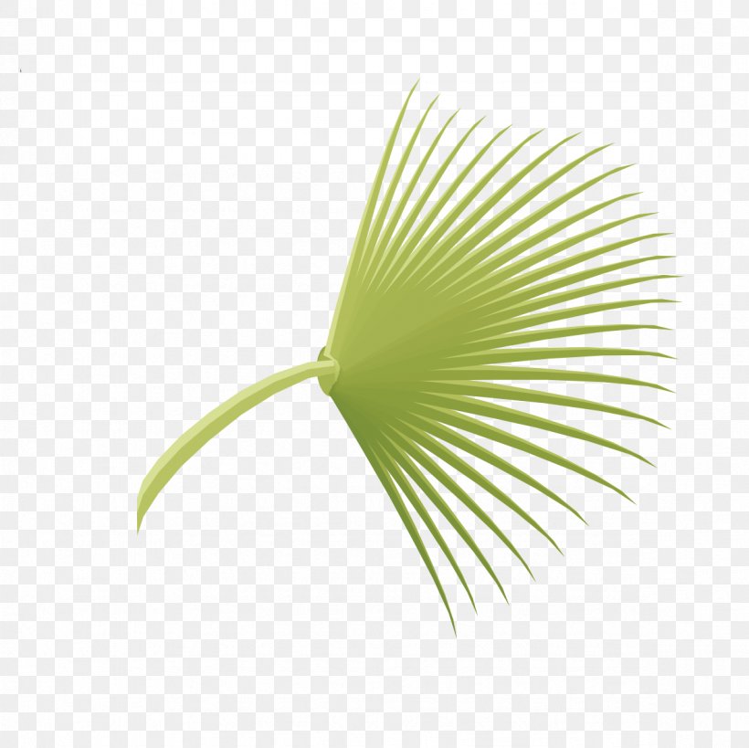 Leaf, PNG, 1181x1181px, Leaf, Grass, Green, Plant Download Free