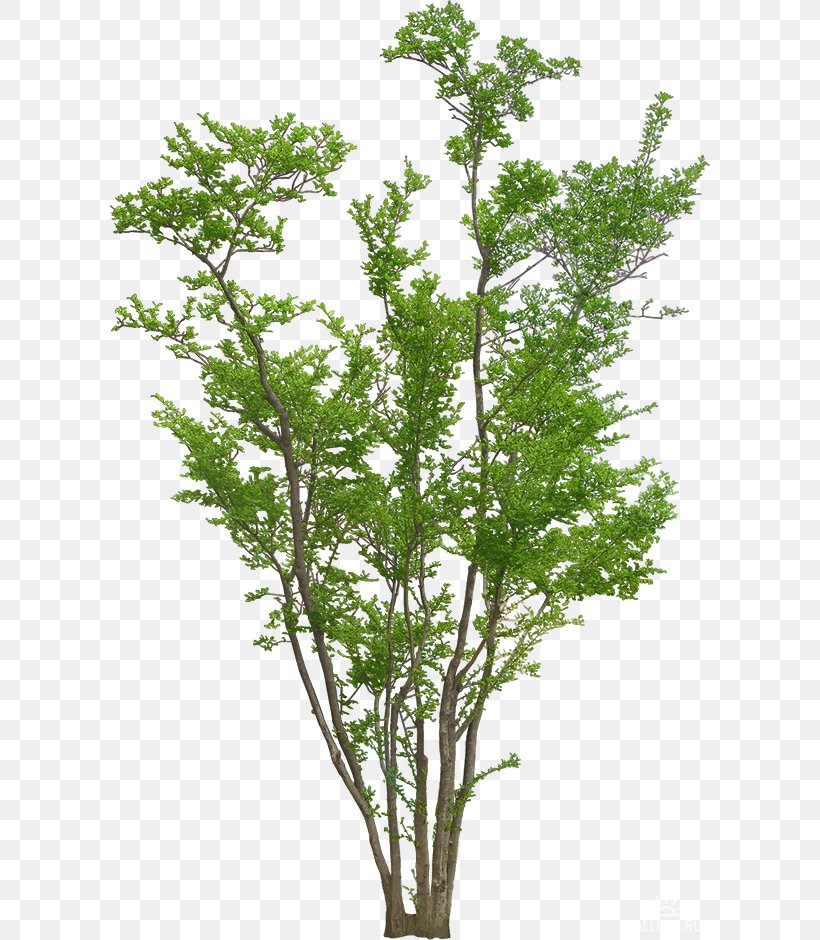 Plant Trees And Shrubs Image, PNG, 600x940px, Shrub, Branch, Drawing, Herb, Plant Download Free
