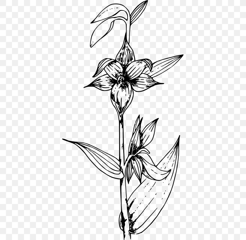 Stream Orchid Cypripedium Montanum Pink Lady's Slipper Clip Art, PNG, 405x800px, Cypripedium Montanum, Artwork, Black And White, Branch, Cut Flowers Download Free