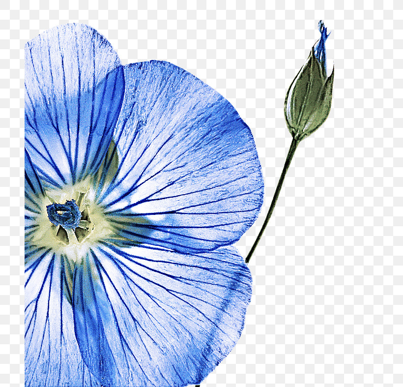 Blue Flower Plant Petal Morning Glory, PNG, 720x787px, Blue, Balloon Flower, Flower, Gentiana, Morning Glory Download Free