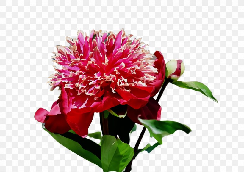 Flower Flowering Plant Plant Pink Petal, PNG, 2376x1684px, Watercolor, Carnation, Cut Flowers, Flower, Flowering Plant Download Free