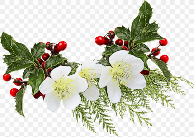 Holly, PNG, 1170x832px, Watercolor, Branch, Flower, Fruit, Hawthorn Download Free