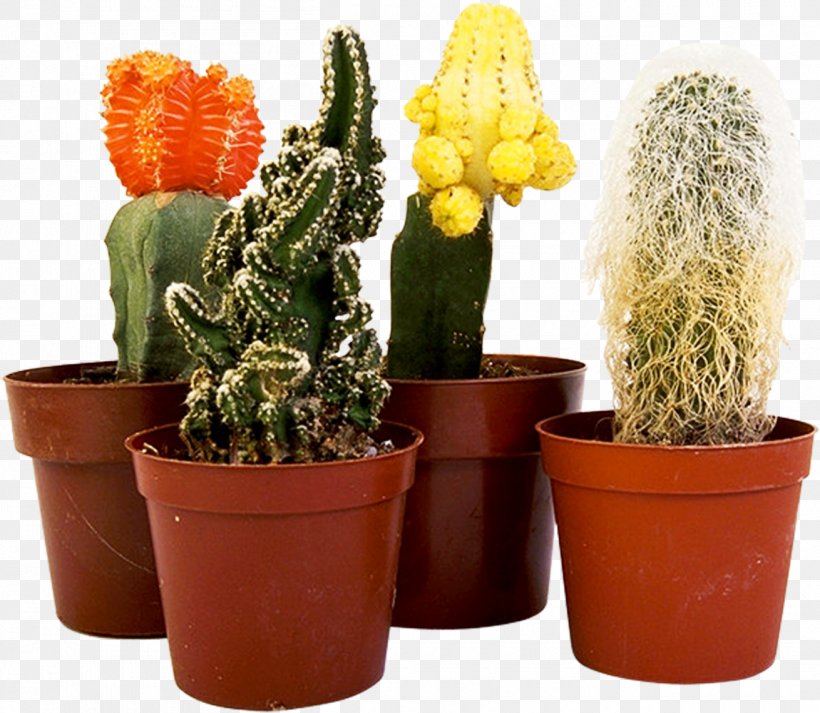 Houseplant Cactaceae Flower, PNG, 1310x1140px, Houseplant, Bonsai, Cactaceae, Cactus, Caryophyllales Download Free