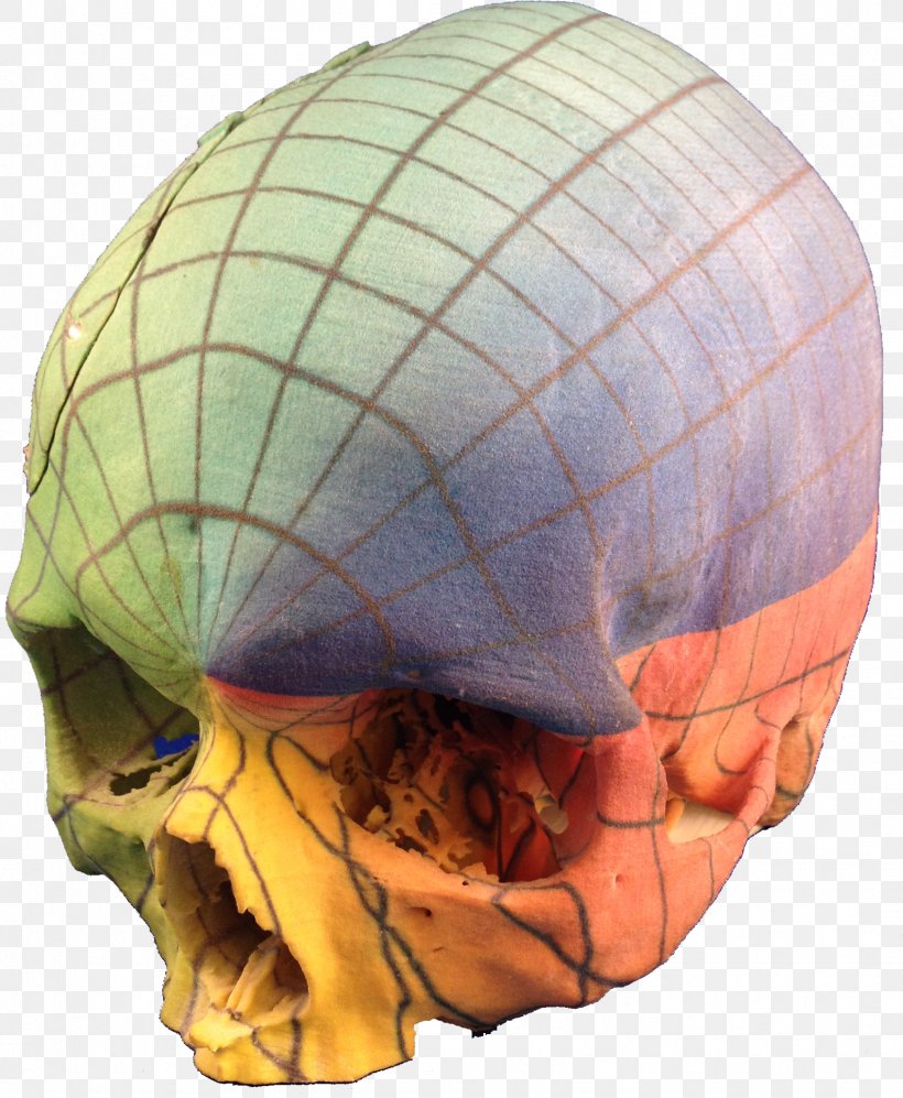 Anatomy 3D Printing Jaw Skull, PNG, 1739x2115px, 3d Computer Graphics, 3d Printing, Anatomy, Bone, Color Download Free