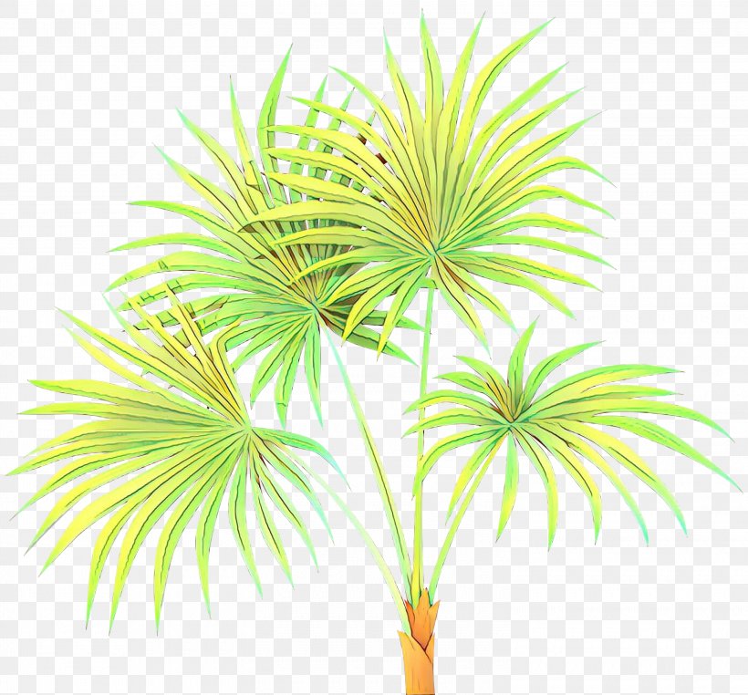 Asian Palmyra Palm Date Palm Palm Trees Line Leaf, PNG, 3000x2789px, Asian Palmyra Palm, Arecales, Borassus, Botany, Date Palm Download Free