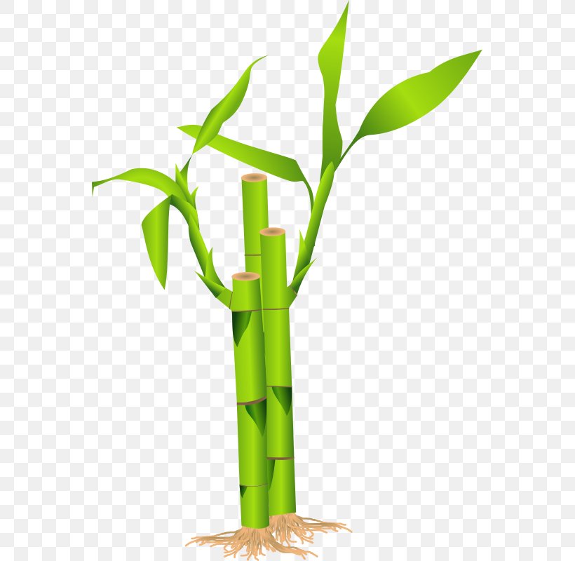 Bamboo Bamboe Clip Art, PNG, 557x800px, Bamboo, Bamboe, Commodity, Drawing, Flowerpot Download Free