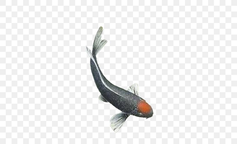 Common Carp Fish, PNG, 500x500px, Common Carp, Carp, Computer Graphics, Drawing, Fauna Download Free
