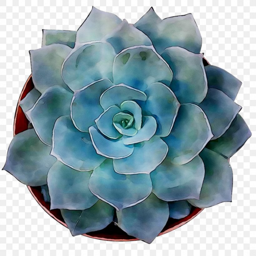 Cut Flowers Turquoise, PNG, 1089x1089px, Cut Flowers, Agave, Blue, Echeveria, Flower Download Free