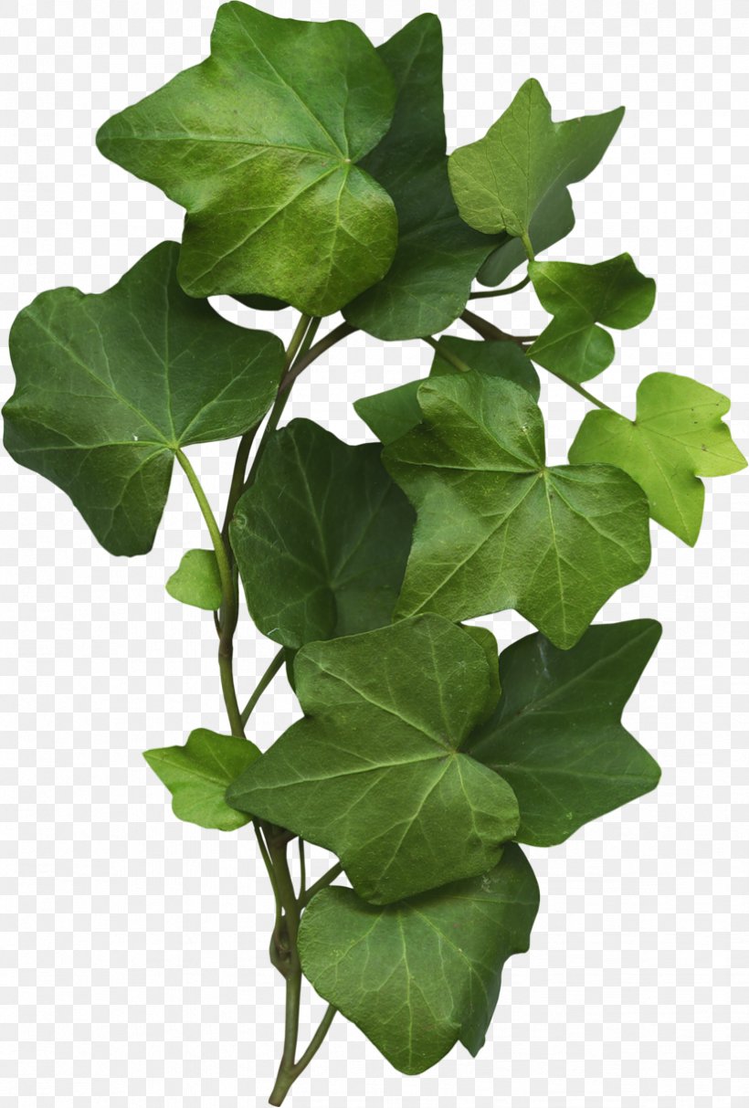 Flowerpot Leaf Plant Stem Branching, PNG, 823x1218px, Flowerpot, Branch, Branching, Ivy, Ivy Family Download Free