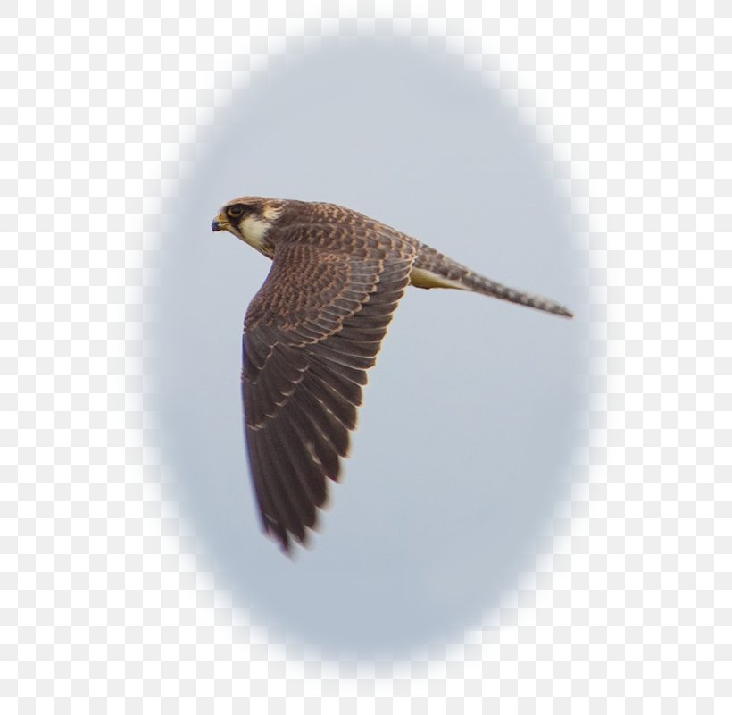 Hawk Buzzard Eagle Beak Falcon, PNG, 600x800px, Hawk, Accipitriformes, Beak, Bird, Bird Of Prey Download Free